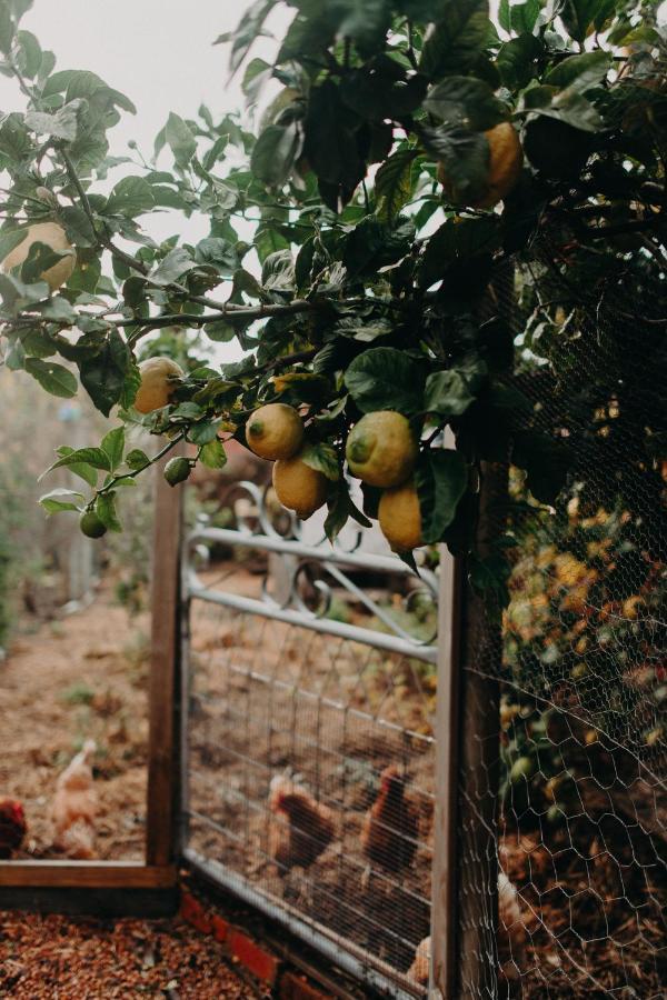 The Allotment Albany - Centrally Located Cottage In Old Όλμπανι Εξωτερικό φωτογραφία
